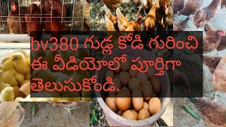 Full details about bv380 layer chicken  Bv380 లేయర్ చికెన్ గురించి పూర్తి వివరాలు [upl. by Cally]