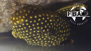 The Golden Nugget Pleco Baryancistrus xanthellus my thoughts [upl. by Aihseym665]