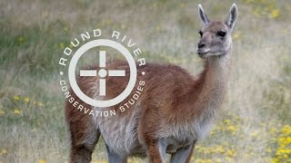 Guanaco in the Chacabuco Valley – Round River Conservation Studies [upl. by Vince]