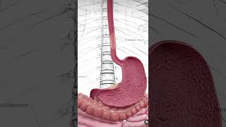 Under standing of esophageal canceranatomy 3d animation biology viralshort [upl. by Yarled65]