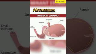 Ruminant Stomach Animals digestion biostudies shorts [upl. by Langley140]