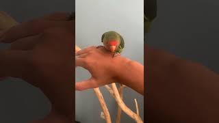 Inséparable birb cutebird cutebirb cuteparrot birblife parrot pets bestbirb funnyanimal [upl. by Rupert]