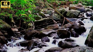 Waterfall Gentle Stream Sound in forest  Waterfall Sounds Flowing Water White Noise for Sleep [upl. by Rother903]