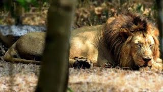 Biggest Lion In The World You Never Seen Before Ever Recorded [upl. by Nyliahs]