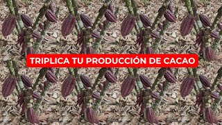 CACAO Como Triplicar la Producción de Cacao CCN51 [upl. by Atiekram]