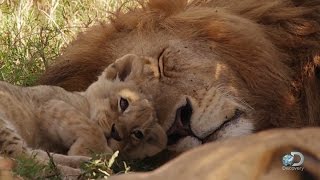 Adorable Lion Cubs Frolic as their Parents Look On [upl. by Nosa256]