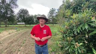 In Ground Garden Tour 3 things I hate about Fall Gardening [upl. by Sillaw]