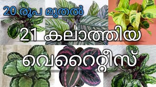 Calathea plants  20 varieties  all india  online  kodungallur  Video233 [upl. by Ardnuasal]