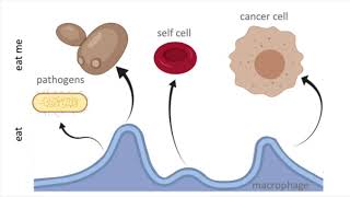 The Glycocalyx An Overriding Don’t Eat Me Barrier  Curr Biol Oct 22 2020 Vol 31 Issue 1 [upl. by Brynna]