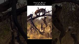 leopard vs wild dogs animals shorts viral [upl. by Shaylyn601]