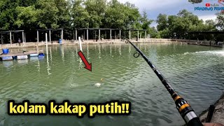 Kolam kakap putih jackpot kerapu [upl. by Alekahs]