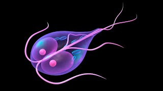 Giardia lamblia Giardiasis Morphology life cycle Lab diagnosis Treatment [upl. by Tades]