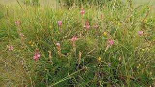 The Marvelous World of Sainfoin A Deep Dive into a Nutritious and Beautiful Legume [upl. by Anma112]