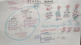 Tibial Nerve  1  Lower Limb Anatomy  TCML [upl. by Astrea]