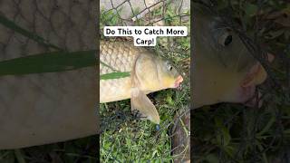 Do This to Catch More Monster Carp [upl. by Naga]