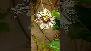 Hand Pollination of Passion Fruit Flowers [upl. by Charo844]