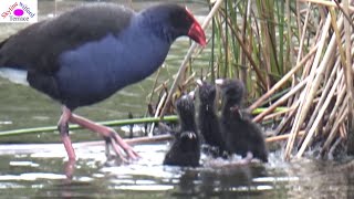 Food but no food arguing between parent and baby swamphens [upl. by Nancy]