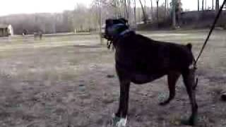 Boxer dog barking at geese [upl. by Old]