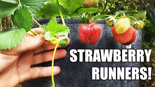 Strawberry Runners  The Definitive Guide [upl. by Dianna]