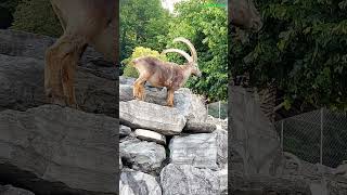 The Ibex animals tiere switzerland shorts [upl. by Jessen]