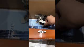 A weasel bullies a cat😾 cat story animals funny shorts [upl. by Alahs214]