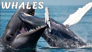 The strangest information about whalesblu whaleocean [upl. by Ydoc]