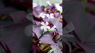 Purple shamrock plant tips viral viralvideo shorts short [upl. by Nnywg]