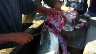 Thresher Shark caught at Huntington Beach Pier [upl. by Attaynek132]