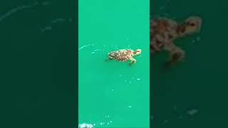 Barnacles on shell sea turtles barnacles remove seaturtlerescue [upl. by Nahama]