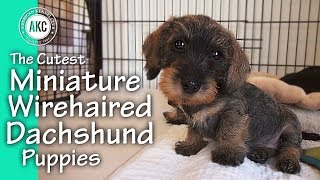 The Cutest Miniature Wirehaired Dachshund Puppies [upl. by Elehcor]