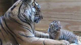 Tiger Cub Day 30  Grooming by Mom [upl. by Arnuad505]