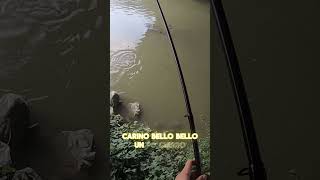 PESCA A BOLOGNESE nei FOSSI fishing fishingvideo pesca [upl. by Ainna711]