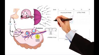 663 Annotate a graph showing hormone levels in the menstrual cycle [upl. by Ahtel]