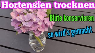 Hortensien Blüten trocknen und konservieren  So Blüte haltbar machen [upl. by Attenyw25]