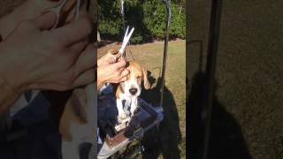 Show Beagle Grooming Part 2 [upl. by Irmo]