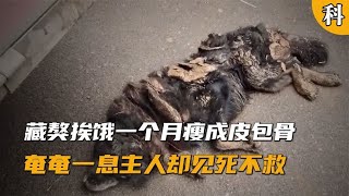 藏獒挨饿一个月瘦成皮包骨，主人却见死不救，还要将其30元卖掉 [upl. by Ynatsed]