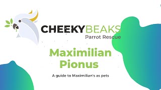 A guide to Maximilian Pionus parrots [upl. by Hteazile]