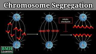 Chromosome Segregation [upl. by Hahnert]