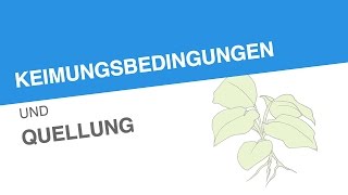 KEIMUNGSBEDINGUNGEN UND QUELLUNG  Biologie  Biologie der Pflanzen und Pilze Mittelstufe [upl. by Aramo582]