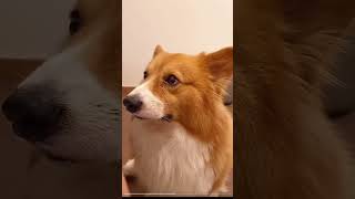 My weird coquettish puppy Corgi cute pet debut plan cute pet daily record the dog’s thoughts a [upl. by Gearalt]