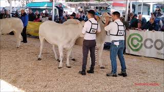 44a MOSTRA NAZIONALE BOVINI DI RAZZA PIEMONTESE  LA SFILATA A FOSSANO CN DOM 10  11  2024 [upl. by Deibel]