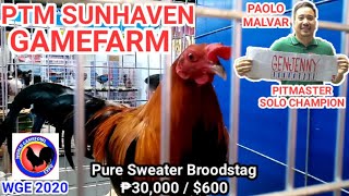 World Gamefowl Expo 2020 Paolo Malvar Sunhaven Gamefarm [upl. by Yessydo300]