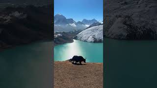 Yak at Gokyo Lake nepal gokyo nepaltravelguide explorenepal visitnepal himalayas nepali [upl. by Clerk]