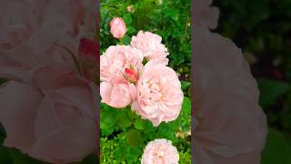 Most beautiful rose flowers  exhibition varieties rose garde rose satisfying gardening shorts [upl. by Nonnaehr]