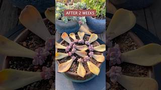 Succulent LEAF Propagation CHALLENGE Can You Grow 5 Plants in 5 Weeks [upl. by Yelkao]