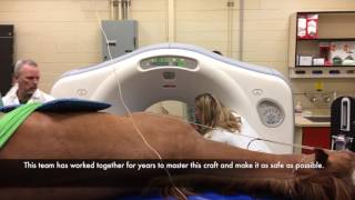 UC Davis Equine CT Scan [upl. by Ihdin]