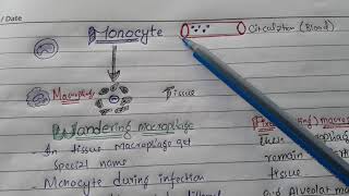 Learn Macrophage with types in less than 2 minutes [upl. by Annairba43]