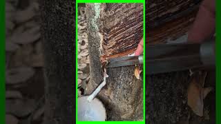 TECHNIQUE OF SCRAPING THE BARK TO RECEIVE TREE SAP PART3 caosu satisfying [upl. by Arluene]