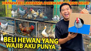 BELI HEWAN YANG WAJIB AKU PUNYA TERPAKSA BELI KARENA BETINA DIRUMAH UDAH SERING BERTELUR [upl. by Aroved]