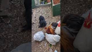 Pekin Bantams crazy about mealworms 😍😍 [upl. by Jenkel]